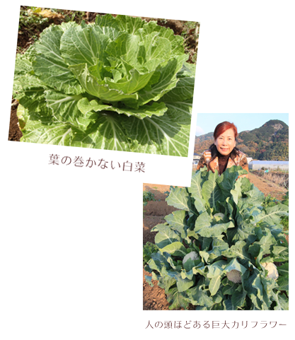 葉の巻かない白菜と巨大カリフラワー