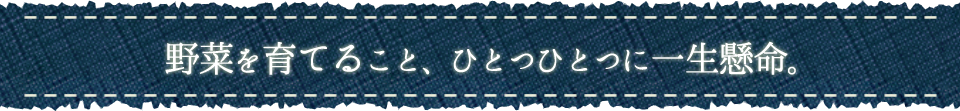 野菜を育てること、ひとつひとつに一生懸命